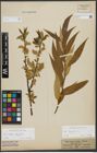 Foto von Salix fragilis L.